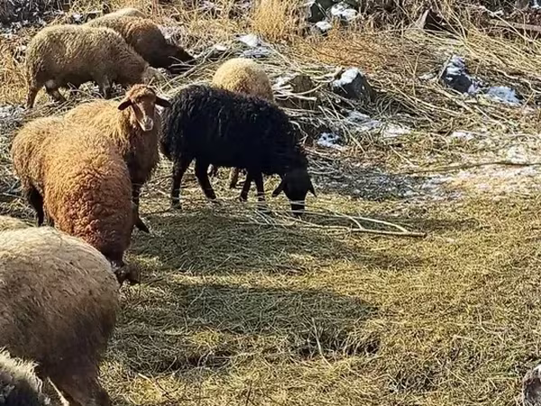 Ram, Sheep — Armenia