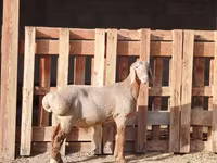 แกะตัวผู้, Rhon sheep — รูปภาพ 4