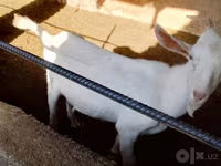 بکریاں (گروپ، جنس مذکور نہیں), Saanen goat — تصویر 2