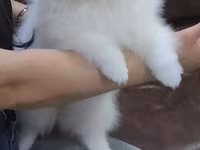 Məhsul: Pomeranian Spitz balası - Rəng: qar kimi ağ - Xəz: sıx — รูปภาพ 1