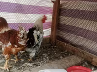 Chickens — foto 2