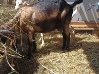 Kambing betina, Nubian Goat — foto 8