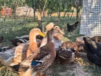 Ducks — picha 1