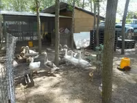Geese — Foto 2