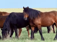 Cavallo, Soviet Heavy draft — foto 2
