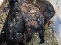 Billy Goat, Goats — photo 4