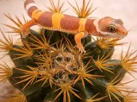 Leopard gekko – narıncı çalarların üstünlük təşkil etdiyi gözoxşayan — picha 1