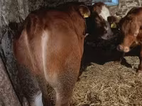 Bò đực, Simmental cattle — ảnh 5