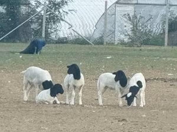 Ram, Dorper sheep — Hungary