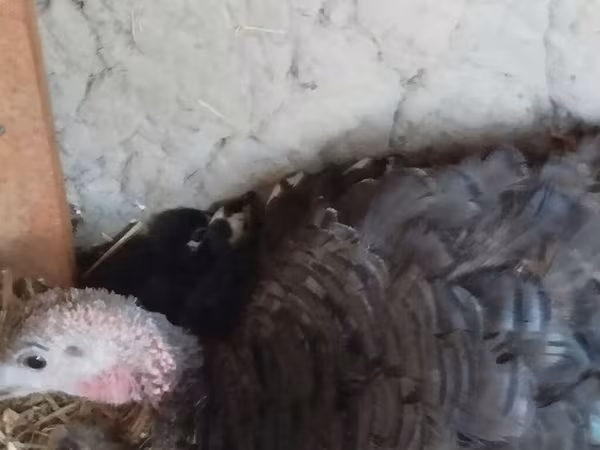 Turkeys — Киргизстан