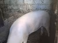 Doofaar dhaddig, Pigs — sawirka 1