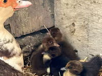 Ducks — 8 зураг