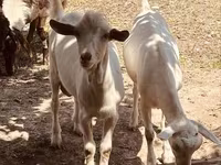 Țap, Alpine goat — foto 1