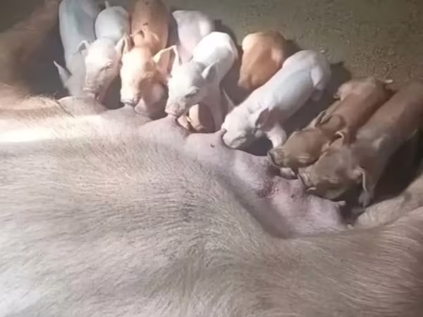 Boar, Pigs — Armenia