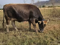 Vaca, Raza Alatau — foto 1