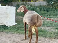 Beran, Arashan sheep — foto 2