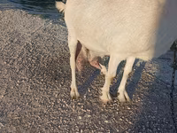 Koza, Saanen goat — foto 2