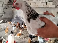 Chickens — 6-rasm