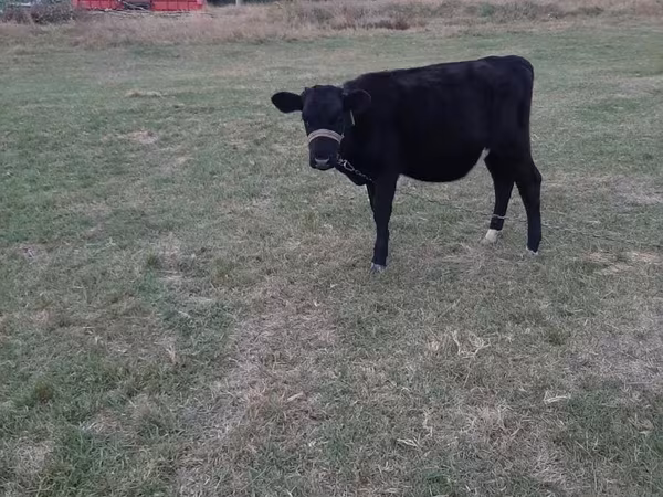 Mucca, Aberdeen Angus