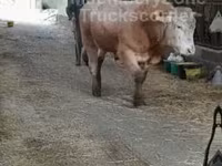 Bull, Cattle — photo 7