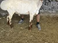 ஆண் ஆடு, Rhon sheep — புகைப்படம் 3