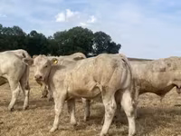ወንድ በሬ, Charolais cattle — ፎቶ 7