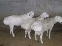 मेढ़ा, भेड़ — फ़ोटो 2