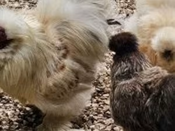 Chickens