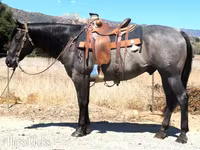 اسب نر, Quarter Horse — عکس 2
