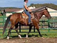 雌馬, Quarter Horse — 写真 2