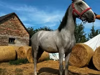 Ngựa đực, Lipizzaner — ảnh 1