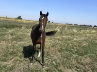 اسب نر, اسب — عکس 1