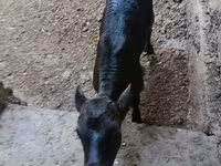 گاو نر, هرفورد — عکس 2