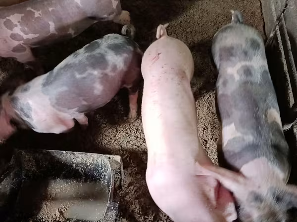 Eber, Schweine