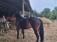 Stute, Friesian — Foto 3