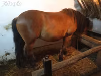 Caballo, Caballos — foto 2