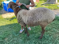 میش, Hissar sheep — عکس 2