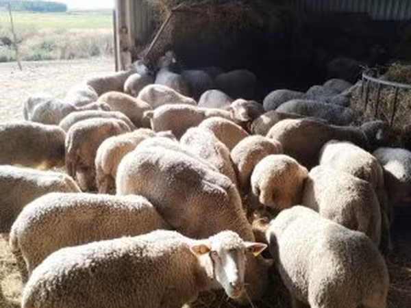 Pecora, Ile-de-France sheep
