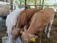گاو و گوساله (گروه، جنسیت مشخص نشده), Simmental cattle — عکس 1
