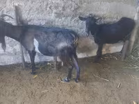 Ешкі, Ешкілер — 2-сурет
