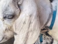 Ямаа, Saanen goat — 2 зураг