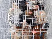 Chickens — foto 2