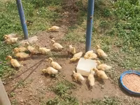 Ducks — foto 1