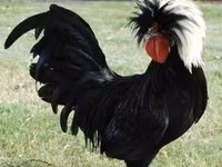 Chickens — foto 4