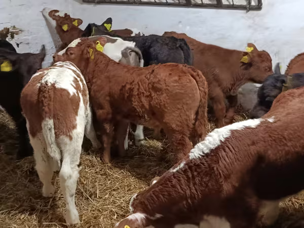 Bull, Cattle