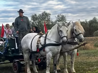 Klisna, Percheron — foto 1