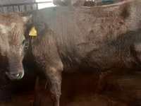 황소, Russian Black pied cattle — 사진 6
