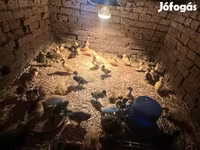 Ducks — عکس 1