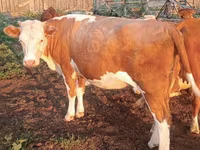 Sapi, Ayrshire — foto 8