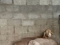 Ovan, Arashan sheep — fotografija 3